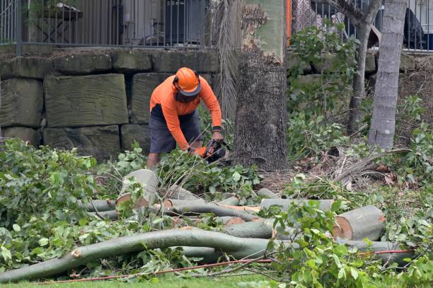 Trusted New Baltimore, MI  Tree Services Experts